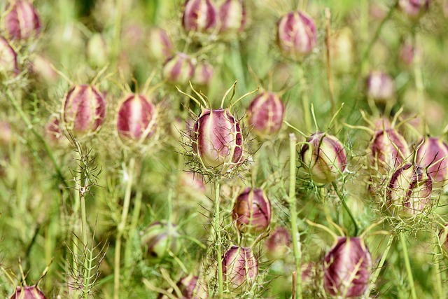 Les graines de nigelle et leurs bienfaits pour la santé