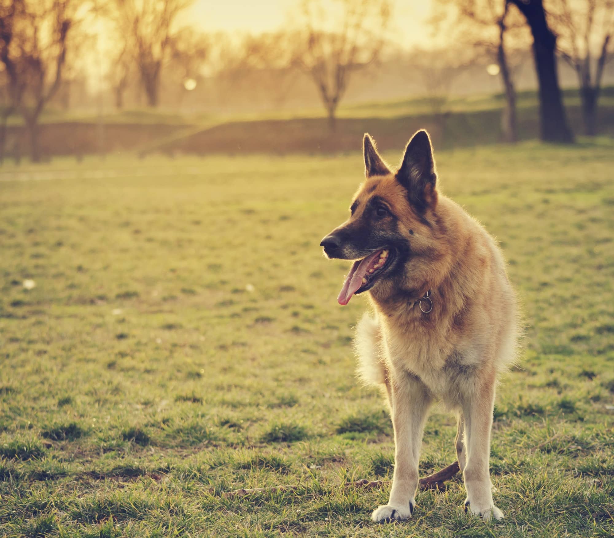 Adopter un chien : les races les plus protecteurs